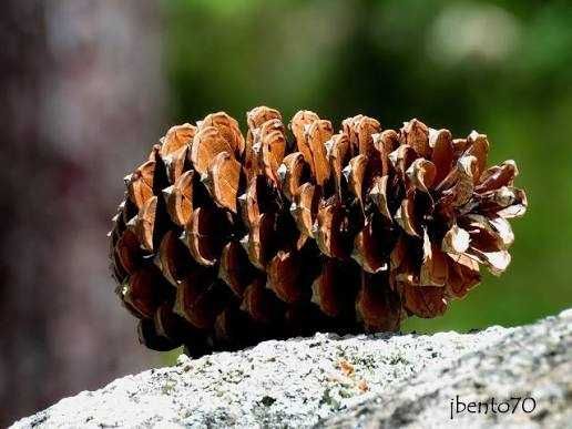 Pinha brava para a lareira .