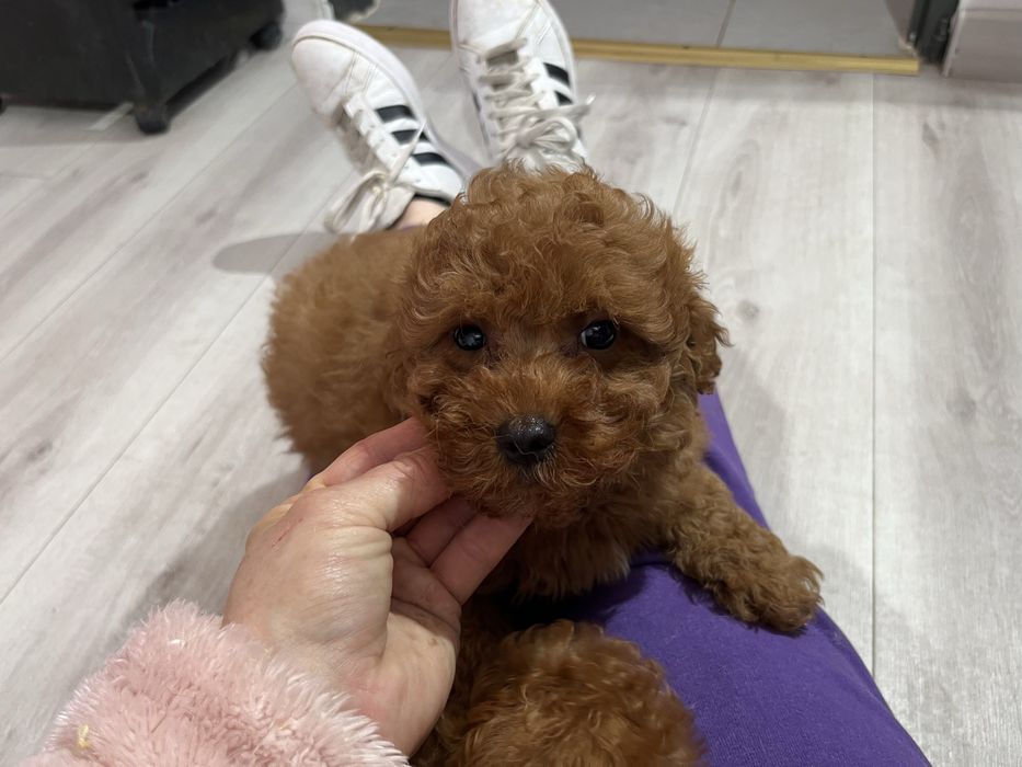 Piesek pudla miniaturowego