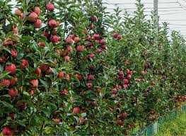 47 га - сади яблуня, груша, лохина - Вінницька обл.