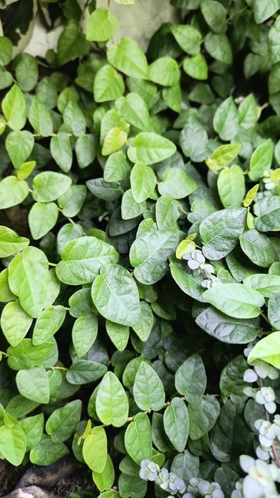 Fikus Pnący (Ficus Pumila), terrarium, las w sloiku