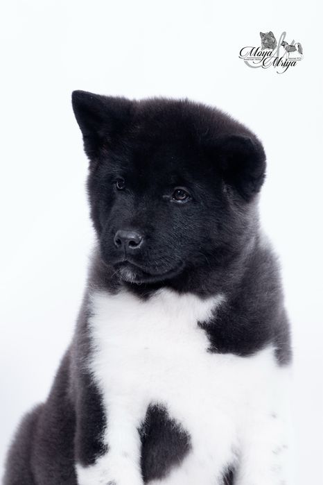 Американскька акіта/ американская акита / american akita