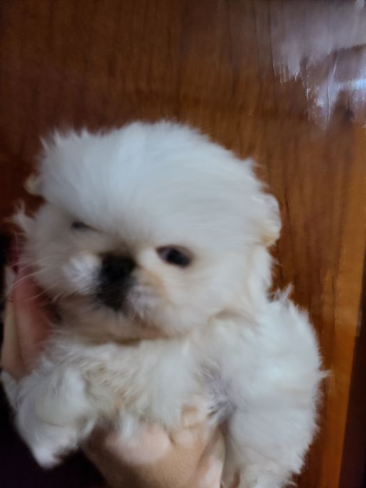 Королівські пекінеси чистокровні.