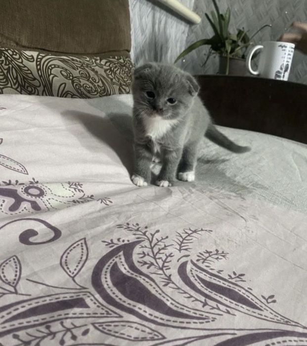 продам котиків порода вісловухі