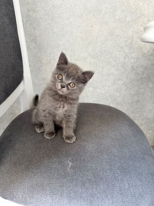 Шотландського котика