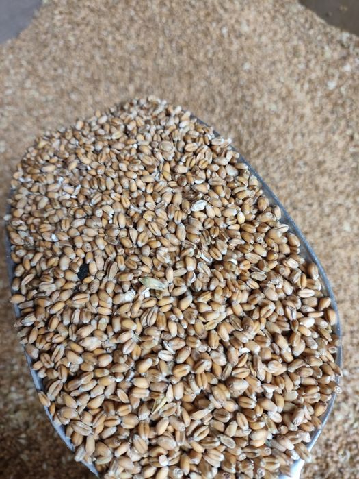 Sprzedam pszenicę ozimą