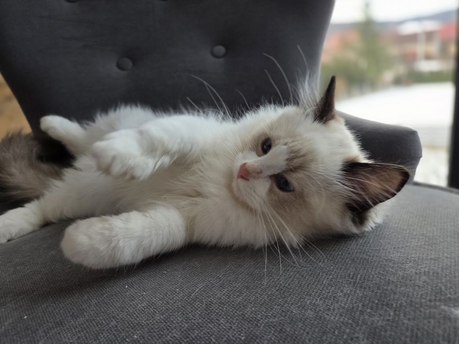Kotek RAGDOLL kocurek seal  Bicolour