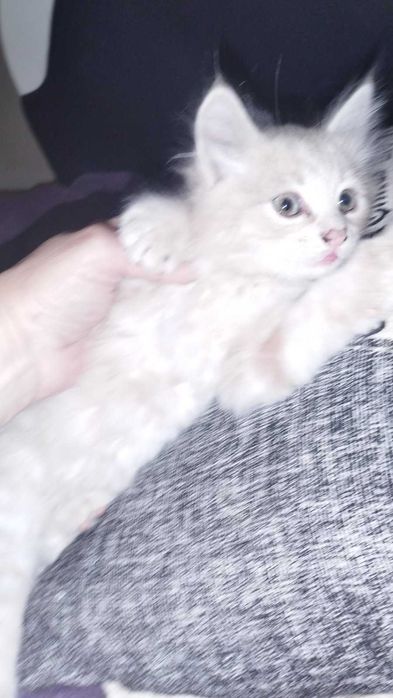 Віддам кошенят в добрі руки (Подільський район)