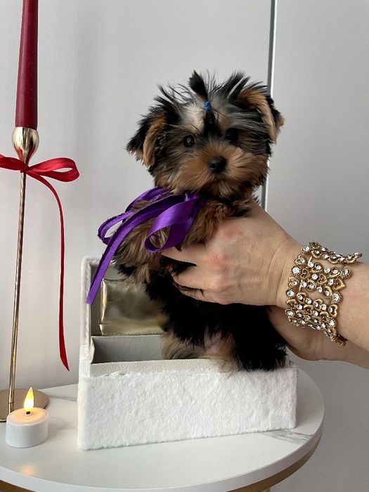 VIP Йорки — Гарантовано закохаєтесь з першого погляду