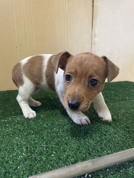 Fêmea Jack Russell