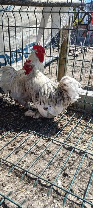 Galos Pekin Várias Cores