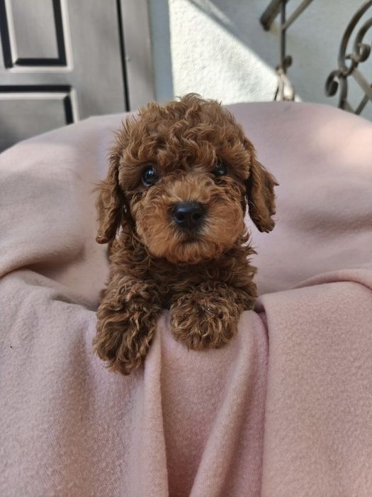 Той-пудель КСУ — хлопчики та дівчатка