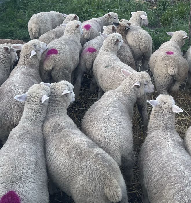 Borregos machos e femeas ( p3 , île de france , merino ) ler descriçao