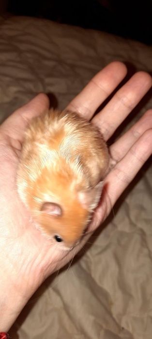 Хомяк абрикос есть атласные королевские серве белые хомячки джунгарик