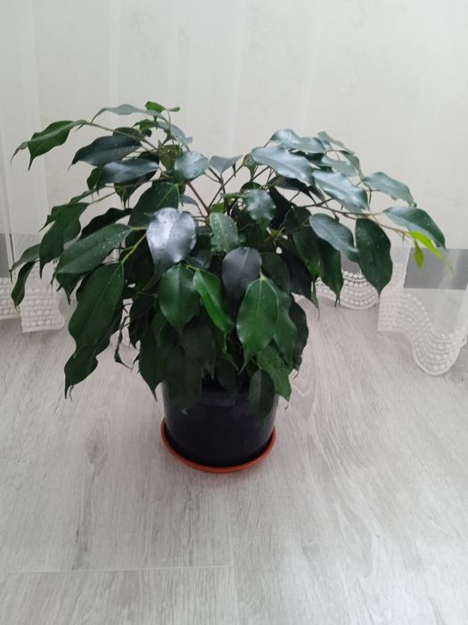 Продам Фікуси Бенджаміна Даніель