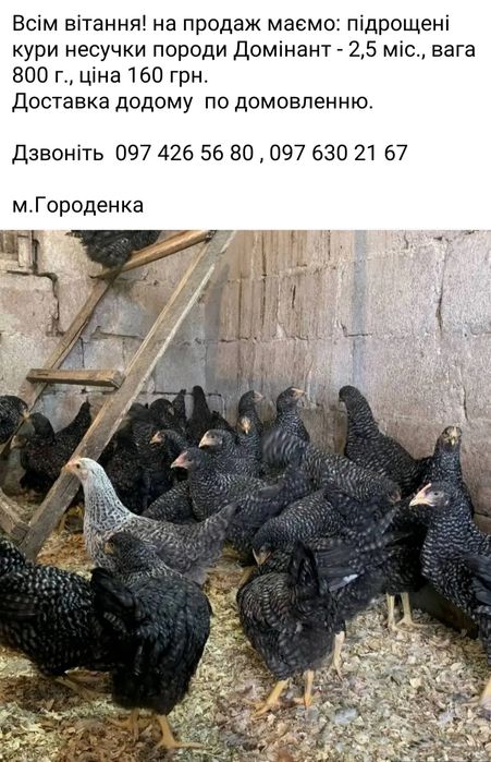 Продаж курей Ломан Вайт та підрощених домінант