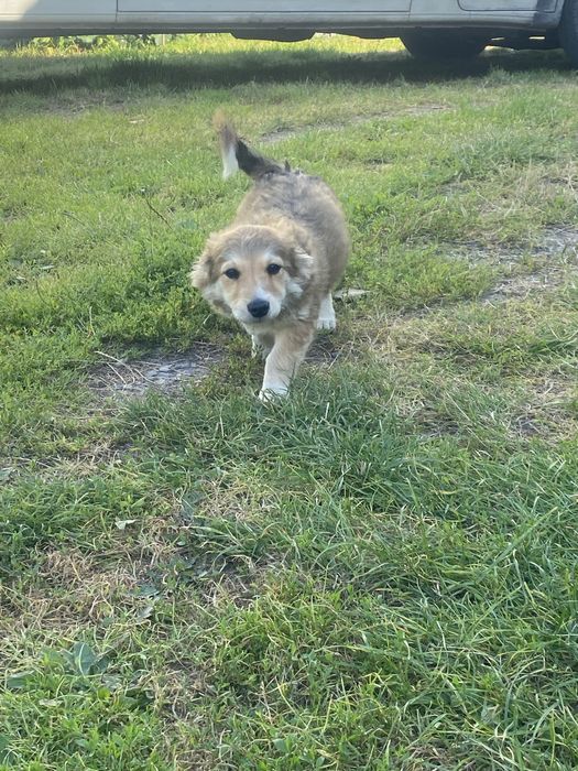 Маленькі дівчатка шукають люблячі родини .