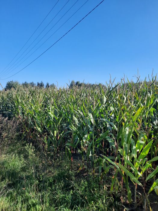 Kukurydza na pniu na kiszonke ziarno