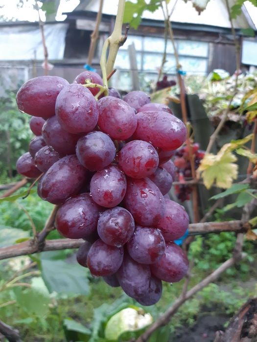 Саджанці винограду