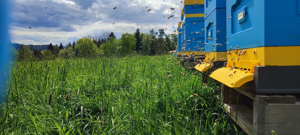 PYŁEK Naturalny ―Miód ―Pasieka PRADAWNA® 1957― Pyłek PSZCZELI―KWIATOWY