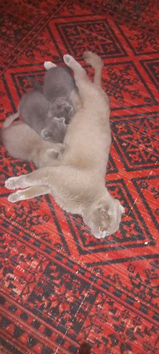 Котенок шотландский