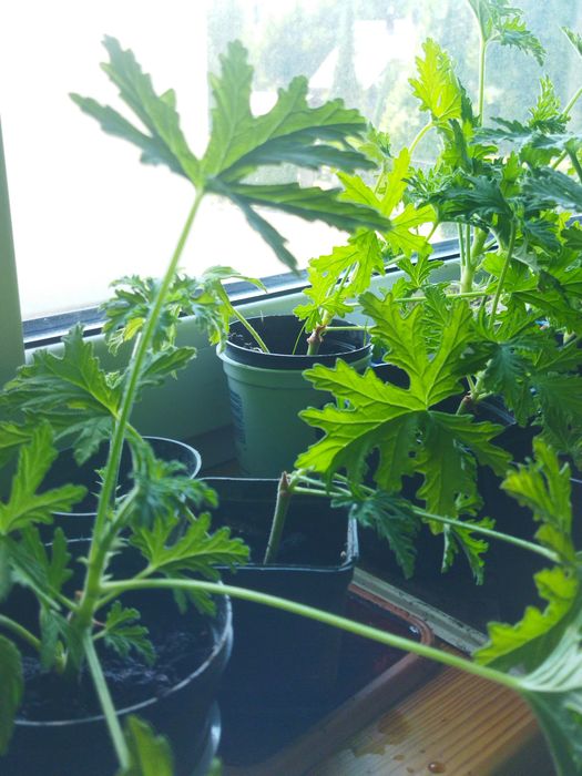 Anginka geranium młode sztuka