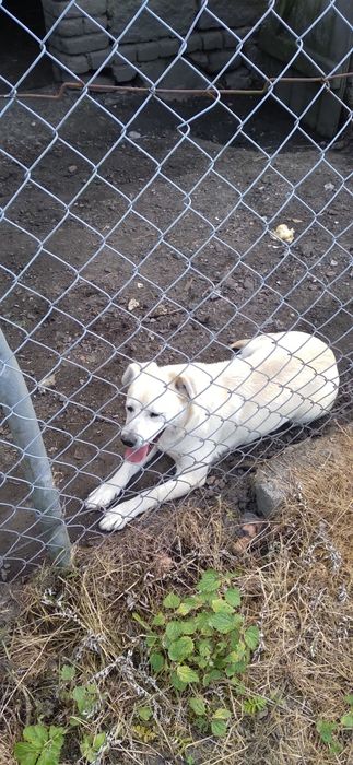 Oddam suczke w dobre rece +gratis karma pedigree 10kg