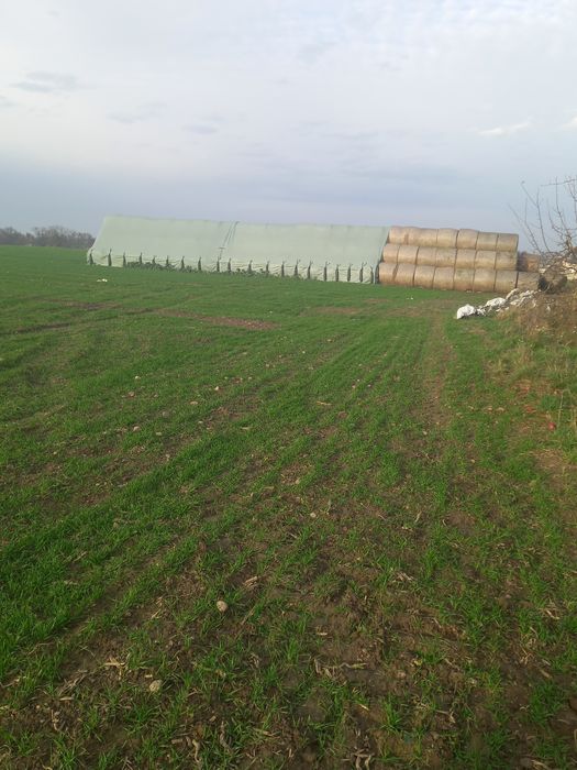 Sprzedam słomę w belach