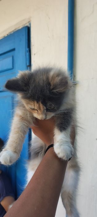 Кошеня в добрі руки