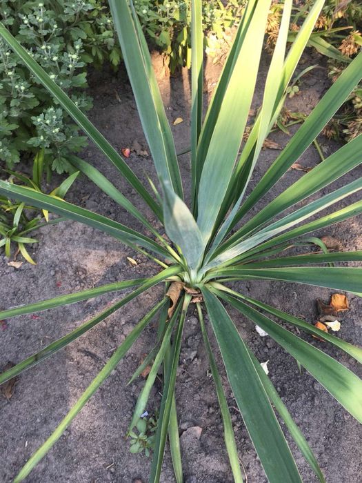 Лаванда, вівсяниця, гейхера, юкка, гвоздика, чистець