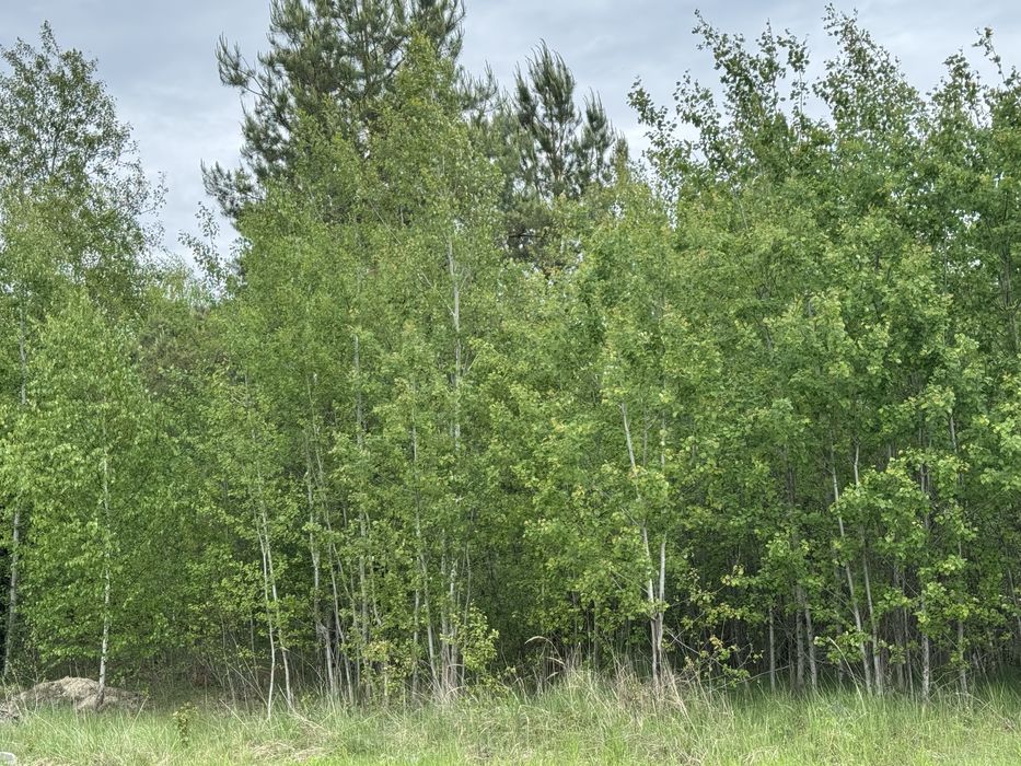 Земельна ділянка 1,5 га!!! Пилиповичі