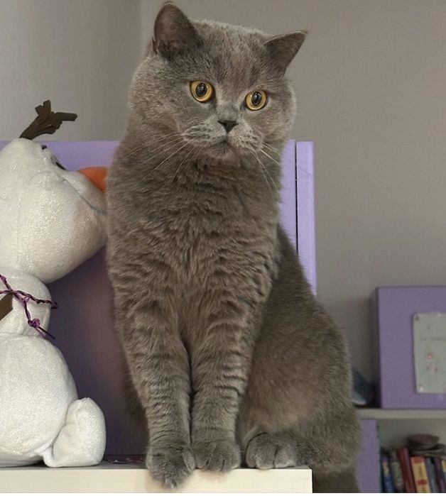 Вязка кота Scottish-st.