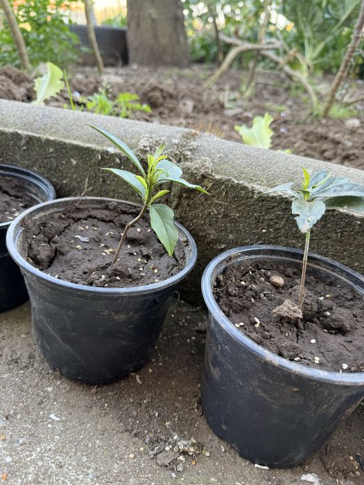 Loreiras em vaso para venda