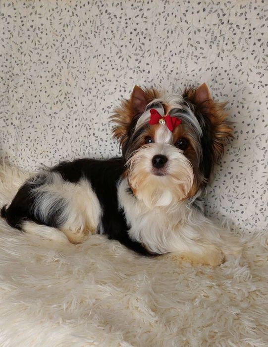 Цуценя хлопчик бiвер