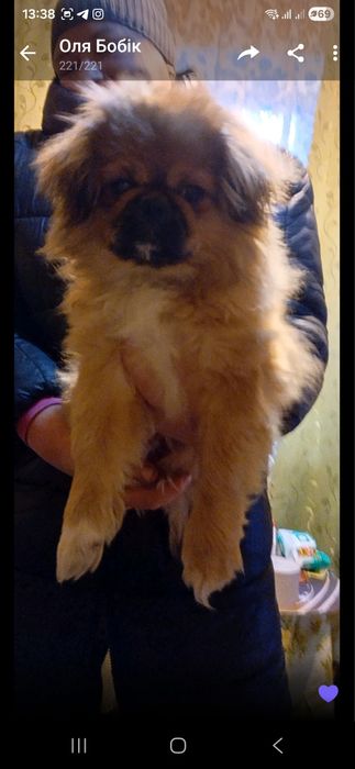 Пекінес.Хлопчик.5 місяців.