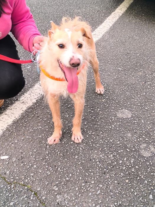 Repas - cao jovem medio-pequeno para adocao