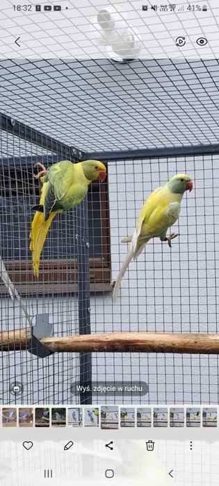 Aleksandretta aleksandretty