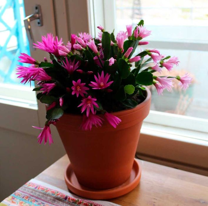 Рипсалидопсис, Пасхальный кактус цвет фуксии