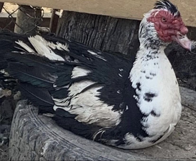 Індики,індокачки ваговики німецькі живі і є м‘ясо ( тушки)