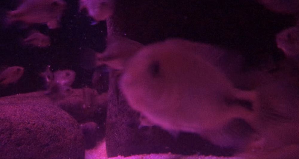 Viejas synspilum beluze