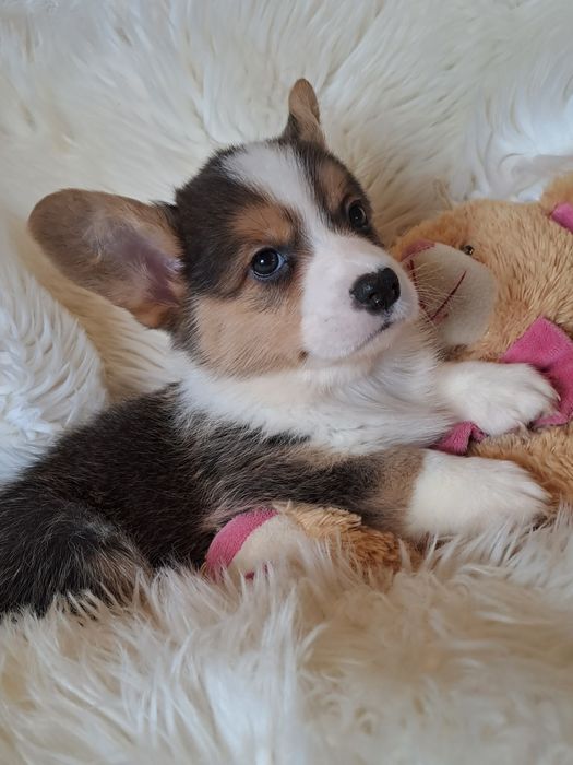 **DOLLY** sunia Welsh Corgi Cardigan tricolor zarezerwowana