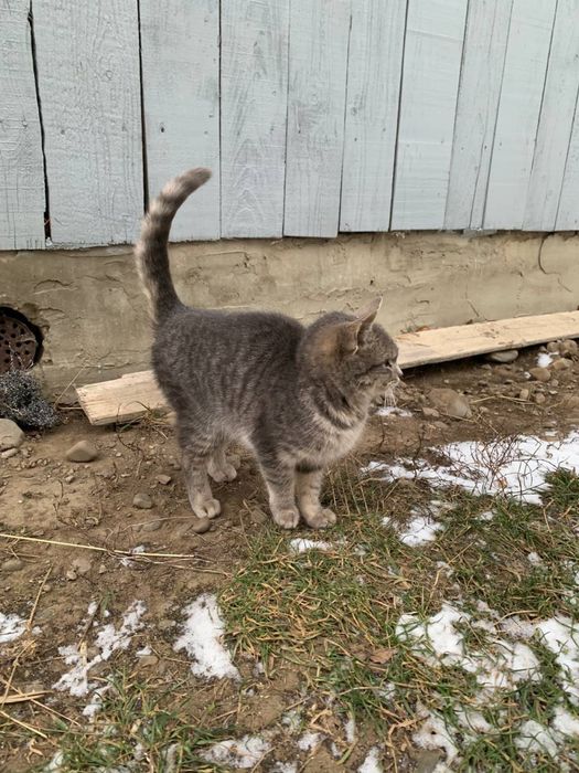 Віддам котика у добрі руки