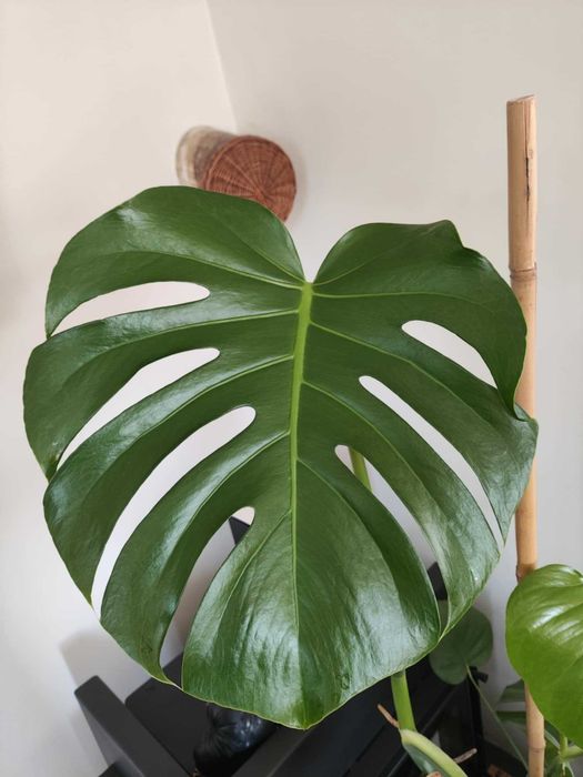 SPRZEDAM MONSTERĘ dziurawą (Philodendron)