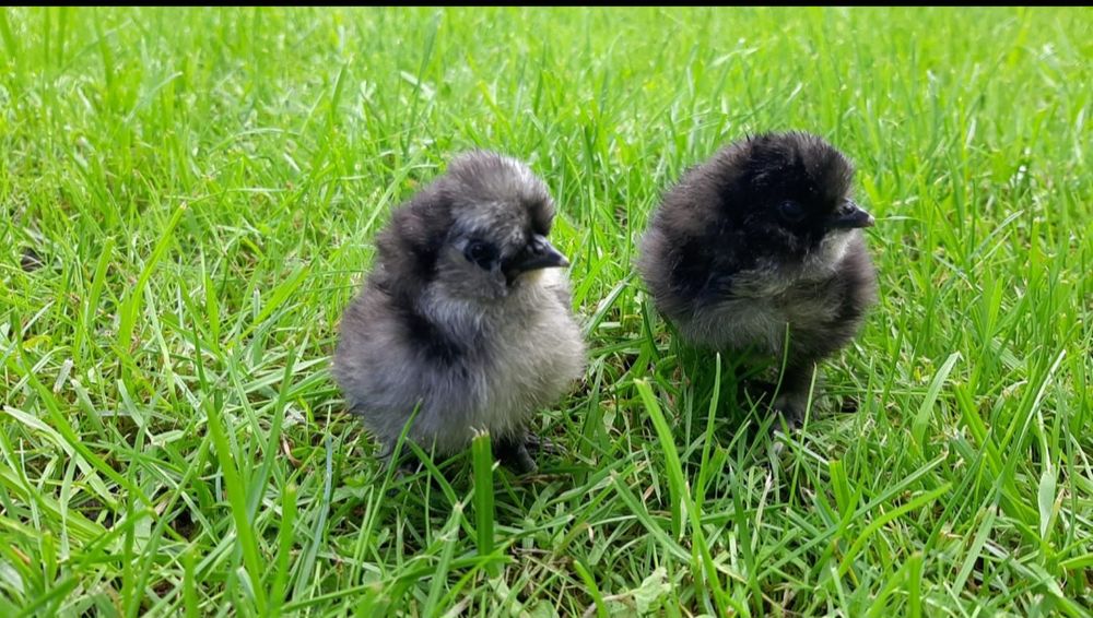 Pisklęta,marans,araucana,silka