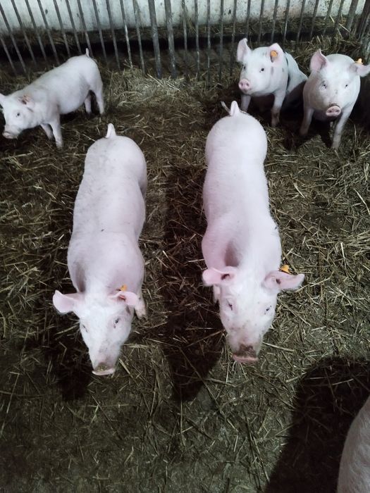 Prosięta w wadze ok 30 kilogramów 11 sztuk