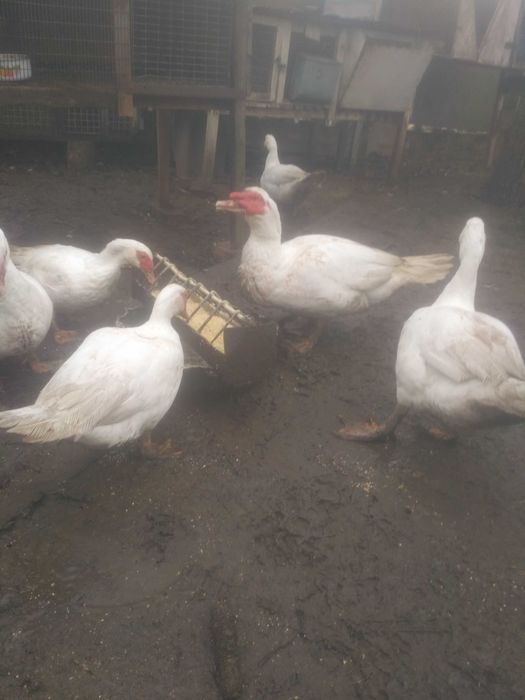 В продажу мускуcнi качури для обновления кровi