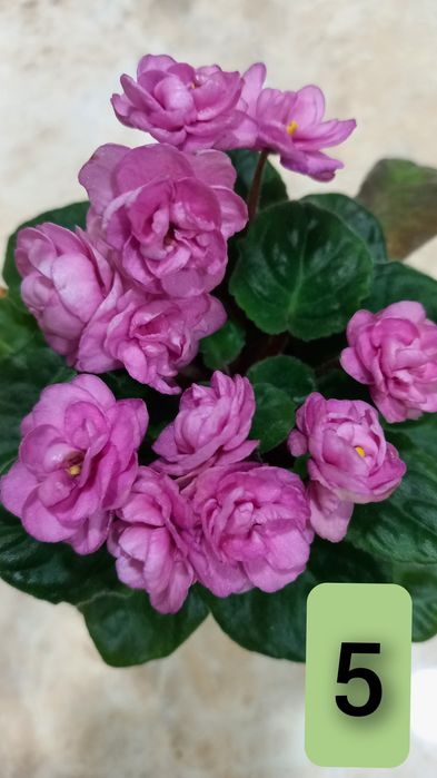 Фіалки квітучі,вазони,сентполія