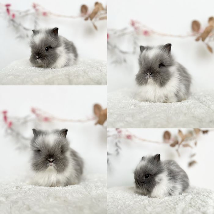 Mini kroliczki domowe Rasowe Karzełki Teddy oraz Mini lop