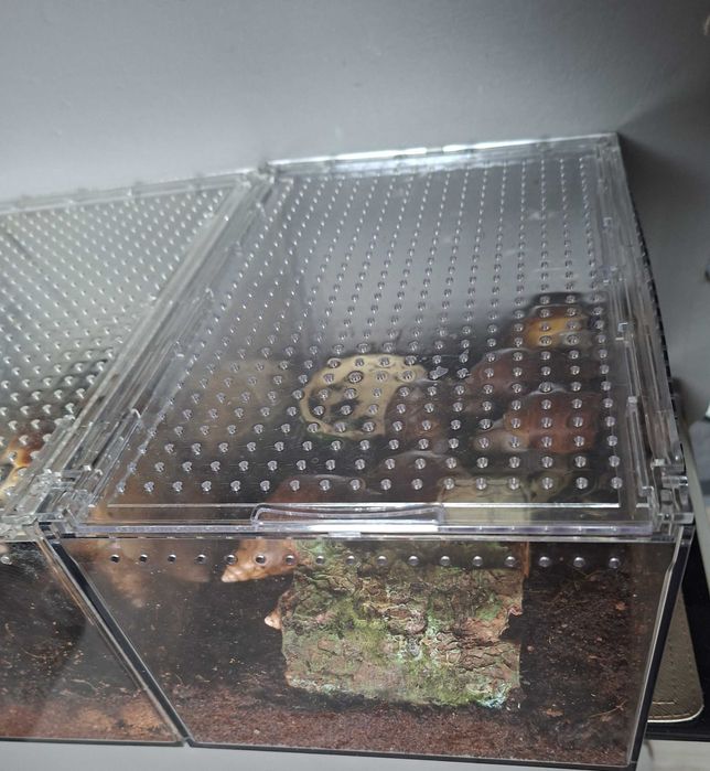 Sprzedam Ślimaki afrykańskie Lissachatina (Achatina)fulicia +terrarium
