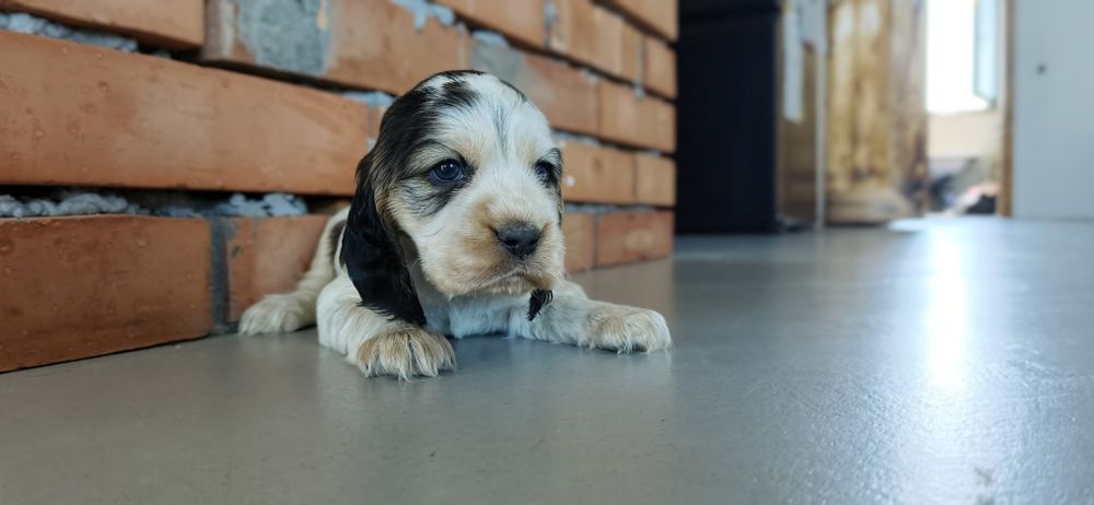 Cocker spaniel angielski