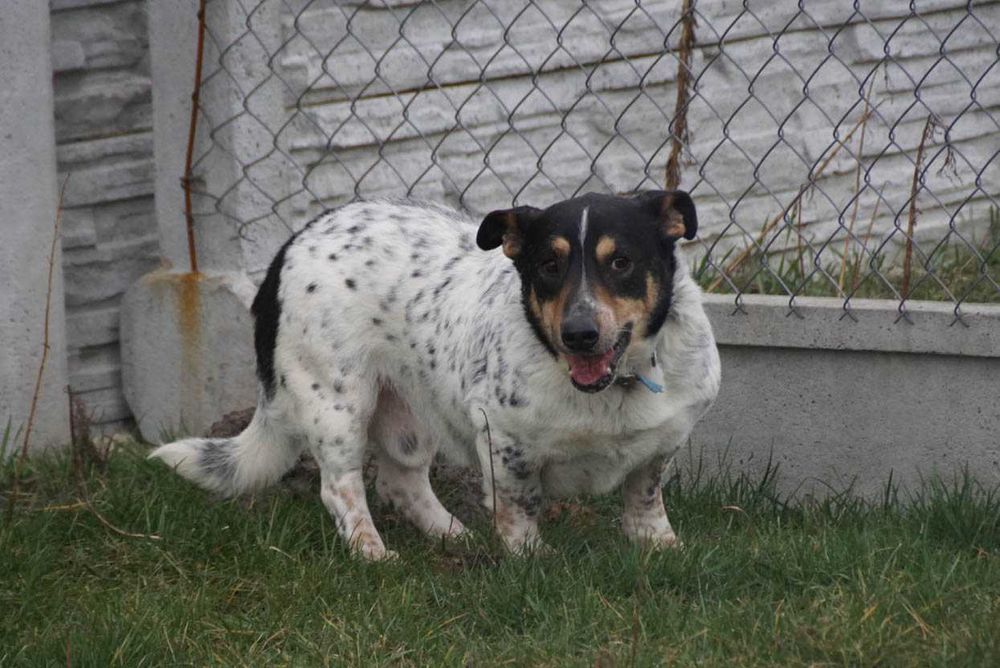 Kobi - starszy piesek szuka domu